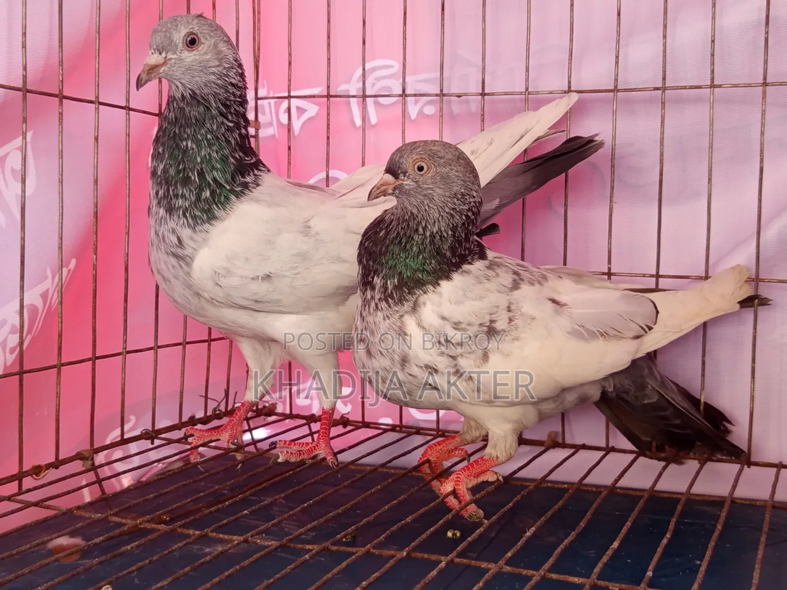 High Flyer Giribaj Pigeon