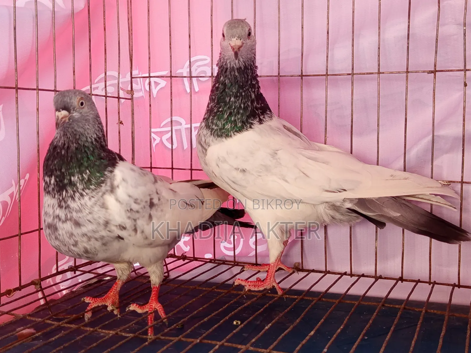 High Flyer Giribaj Pigeon