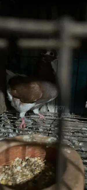 Golla Deshi Adult