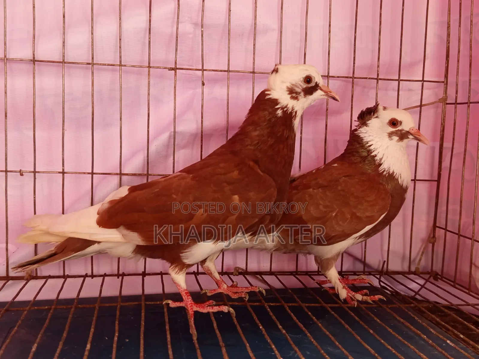 Rajshahi's Red Rajgolla Pigeon