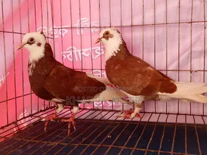 Rajshahi's Red Rajgolla Pigeon