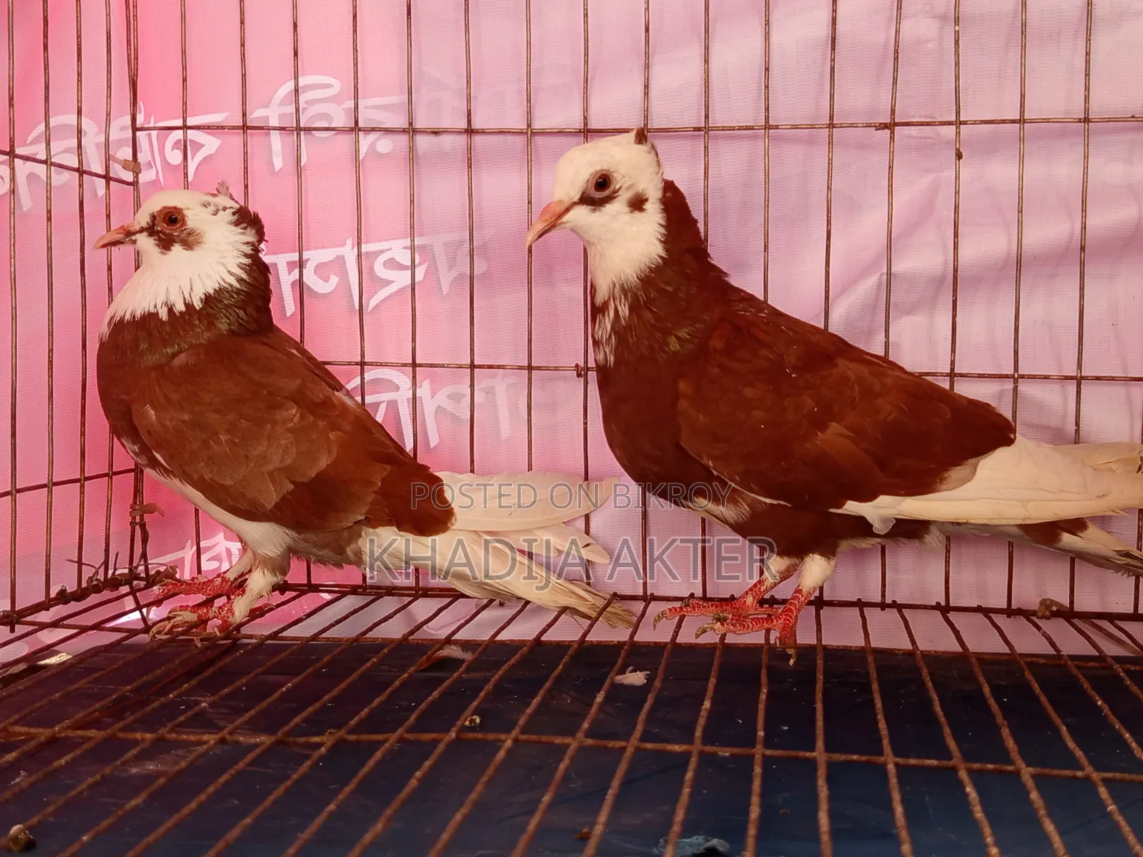 Rajshahi's Red Rajgolla Pigeon