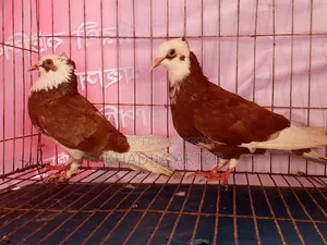 Rajshahi's Red Rajgolla Pigeon