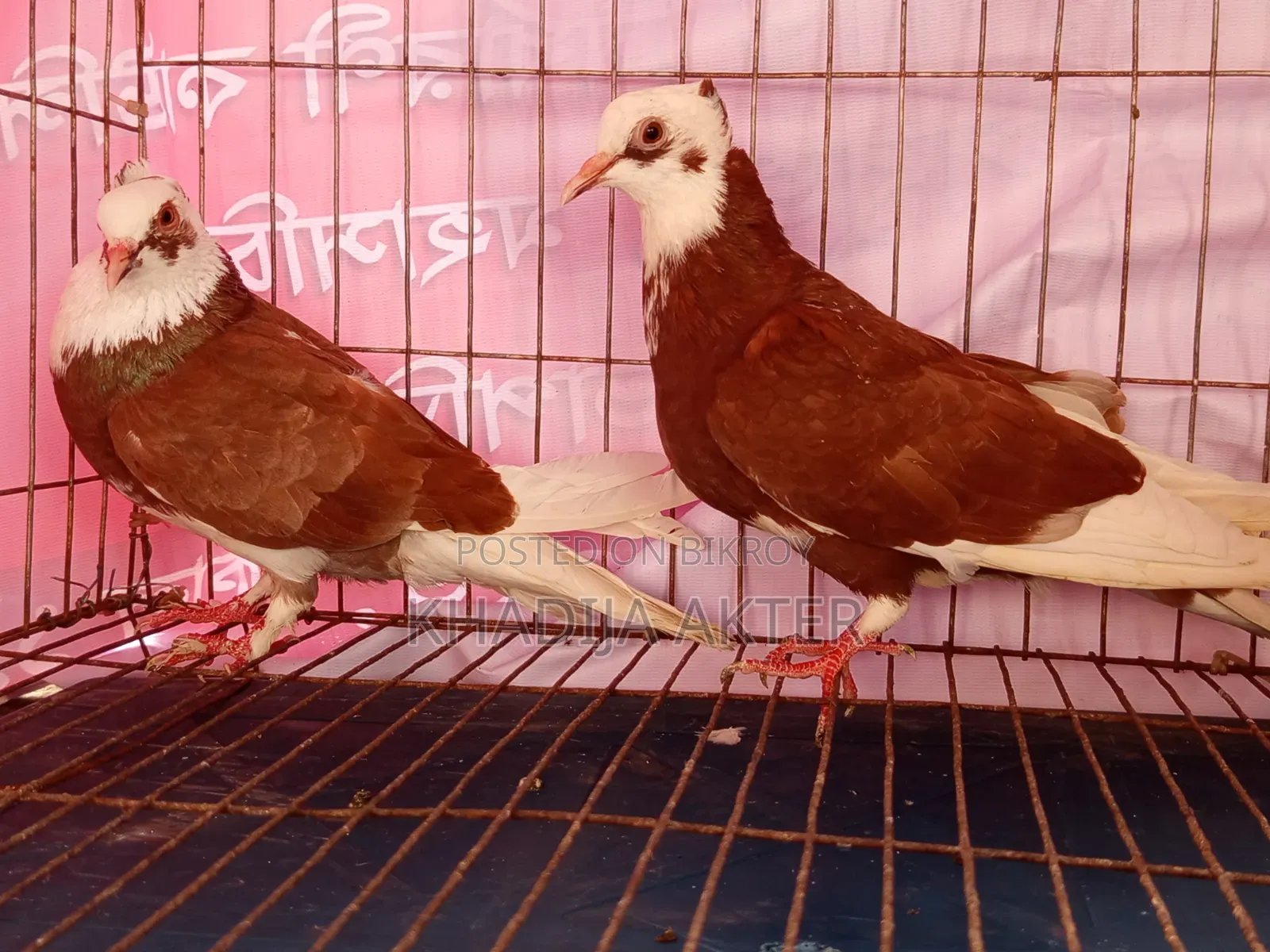 Rajshahi's Red Rajgolla Pigeon