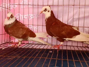 Rajshahi's Red Rajgolla Pigeon