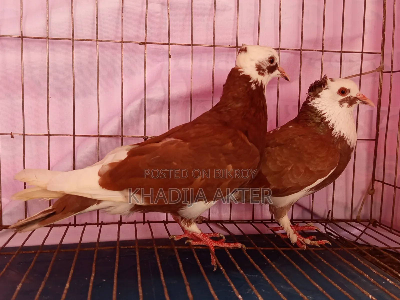 Rajshahi's Red Rajgolla Pigeon