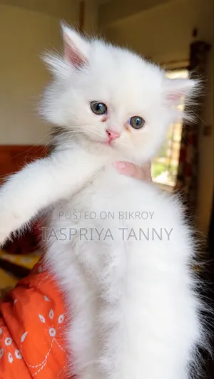 1-3 Months Male Purebred Persian