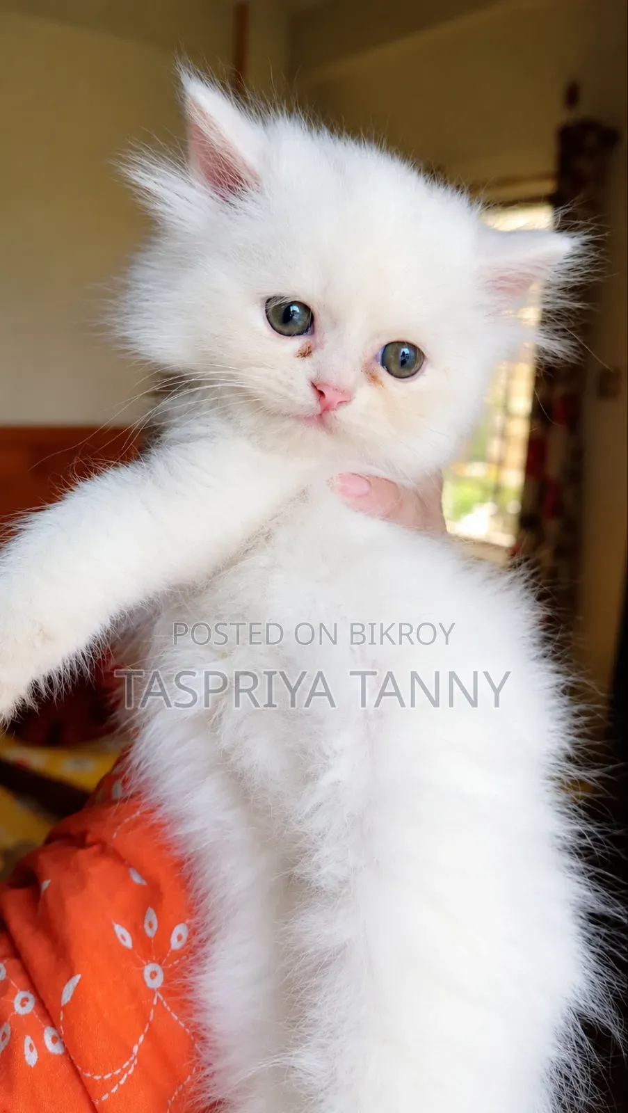 1-3 Months Male Purebred Persian