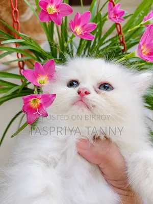 1-3 Months Male Purebred Persian