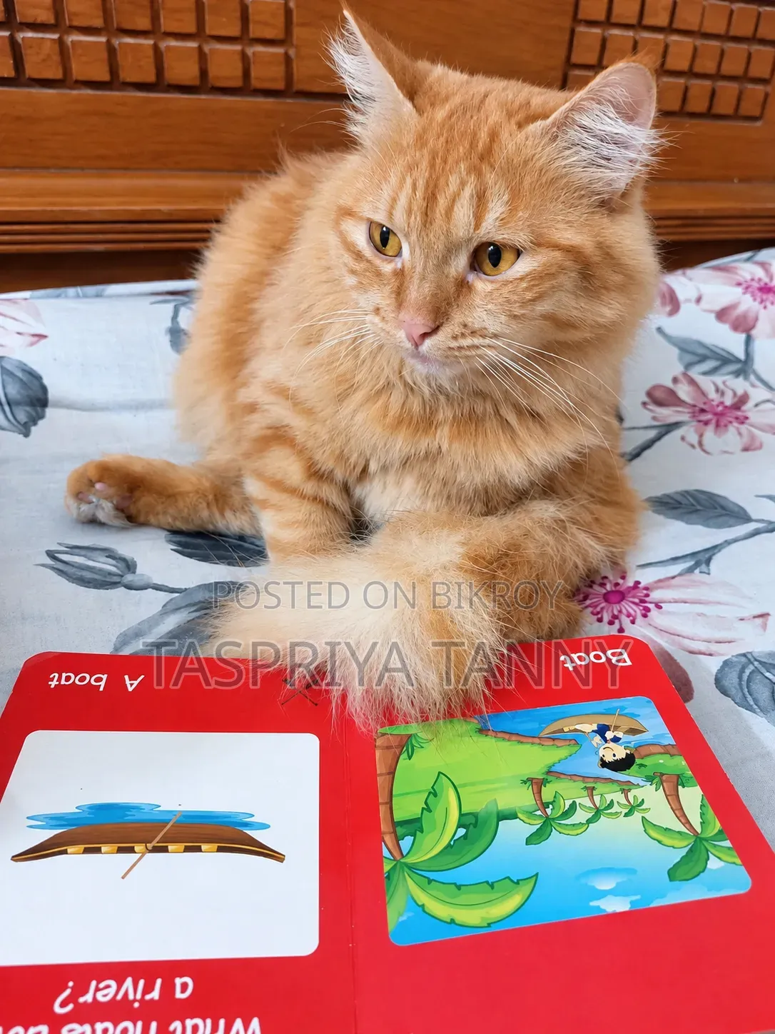 1+ year Female Mixed Breed Persian