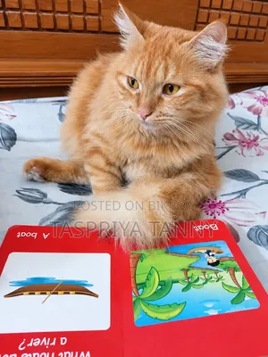 1+ year Female Mixed Breed Persian