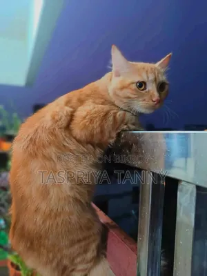 1+ year Female Mixed Breed Persian