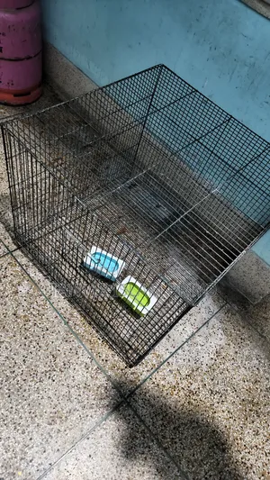 Bird/Pigeon/Chicken Cage