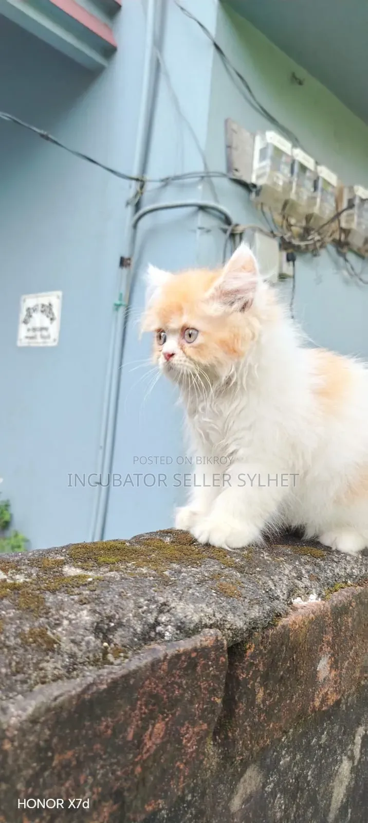 1-3 months Male Purebred Persian
