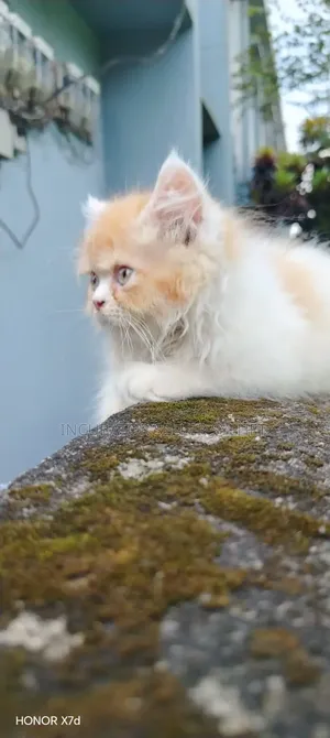 1-3 months Male Purebred Persian