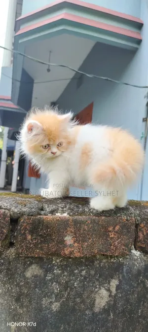 1-3 months Male Purebred Persian