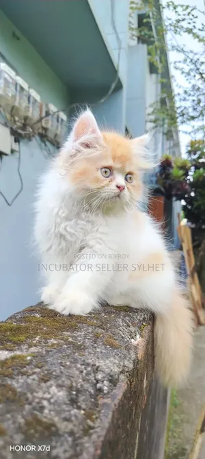 1-3 months Male Purebred Persian