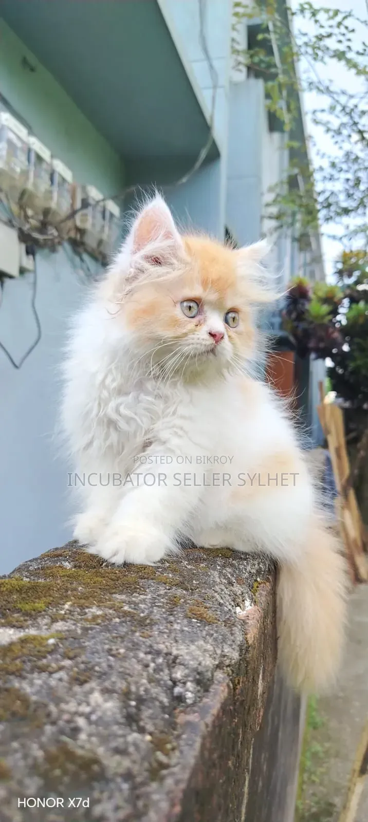1-3 months Male Purebred Persian