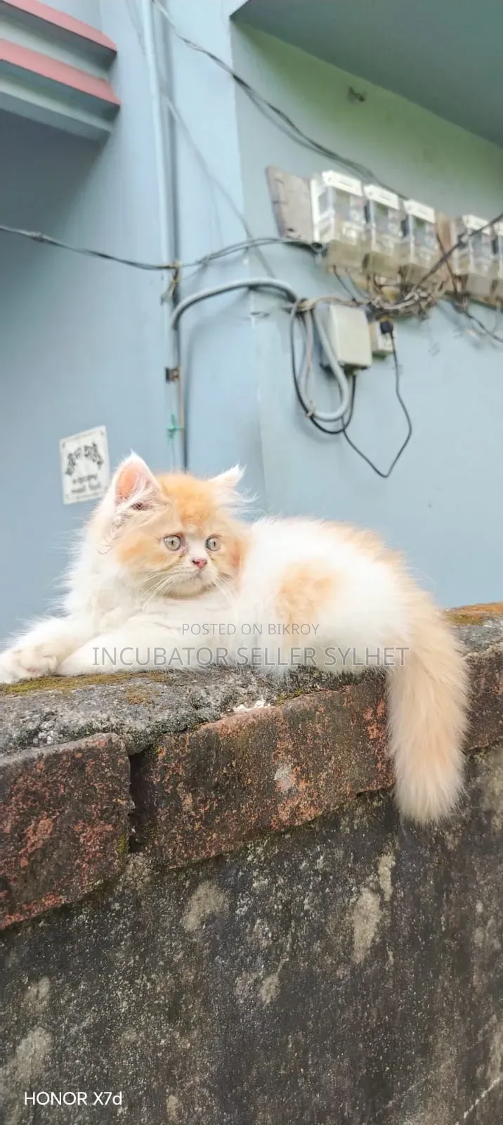 1-3 months Male Purebred Persian