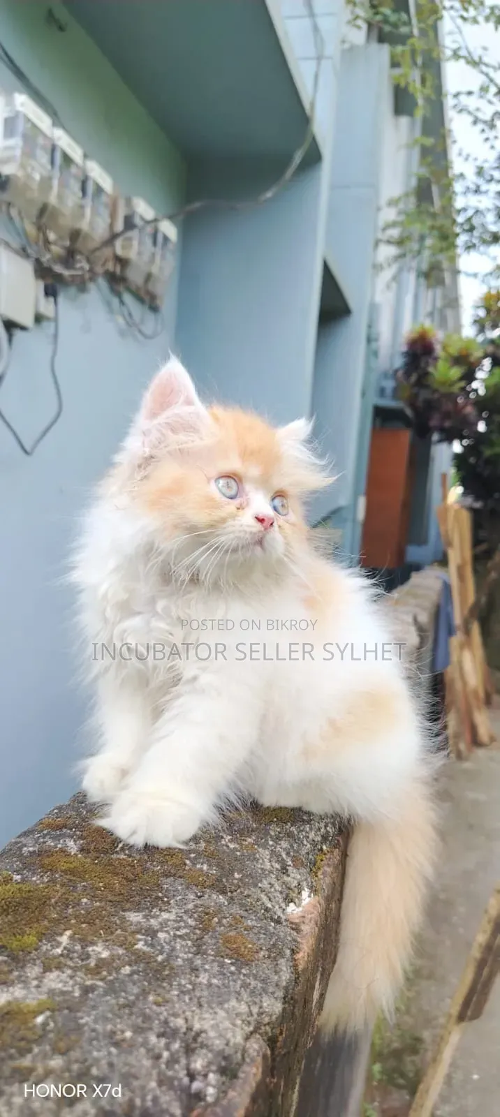1-3 months Male Purebred Persian