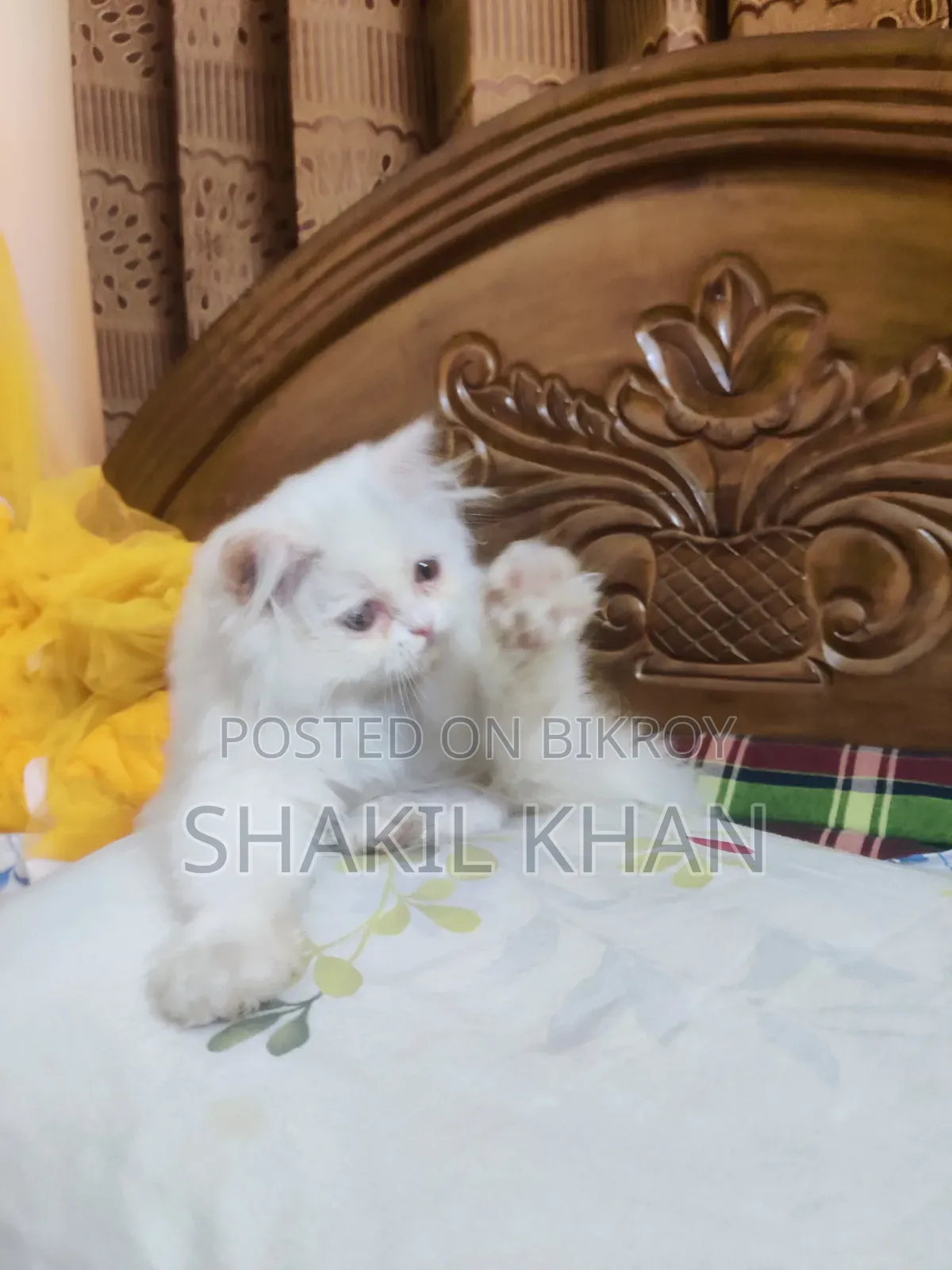 1-3 months Female Purebred Persian
