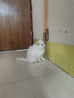 1-3 months Female Purebred Persian