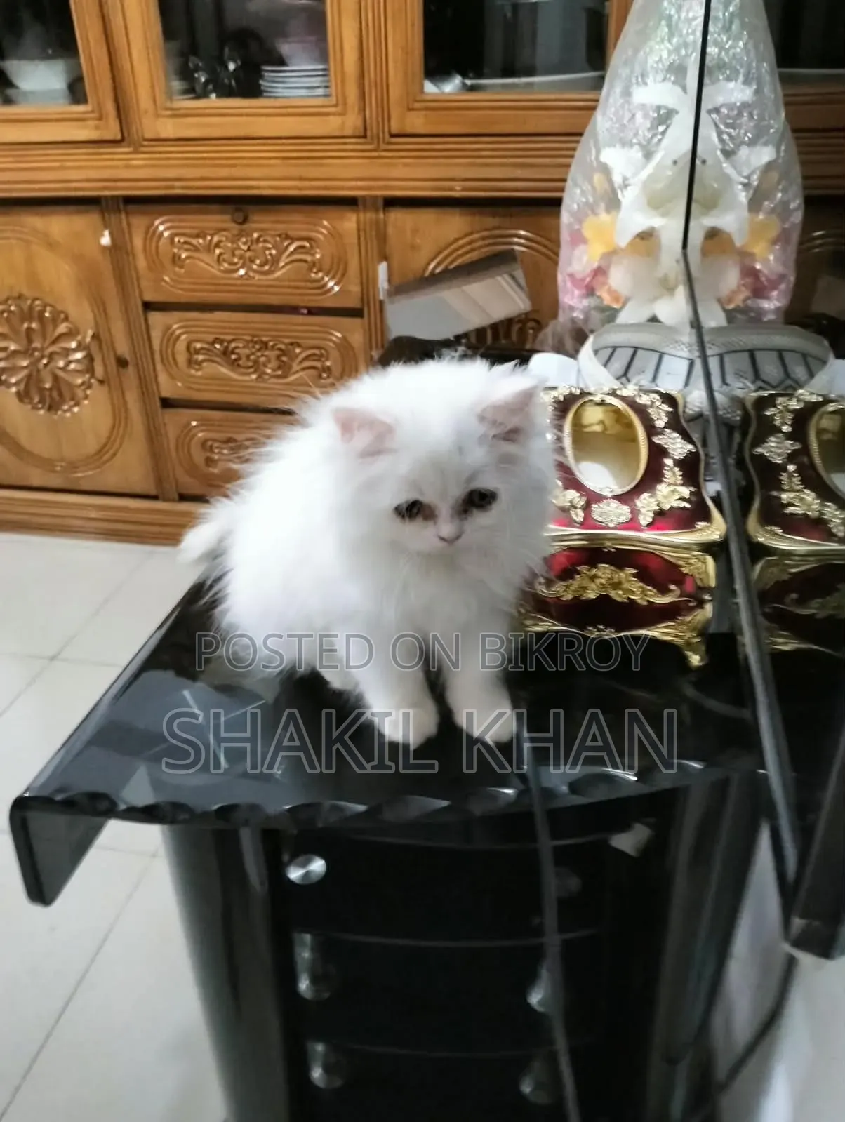 1-3 months Female Purebred Persian