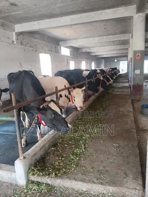 ইনভেষ্টার প্রয়োজন গরু ফার্ম এর জন্য
