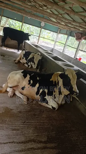 Investor Needed for Cattle Farm