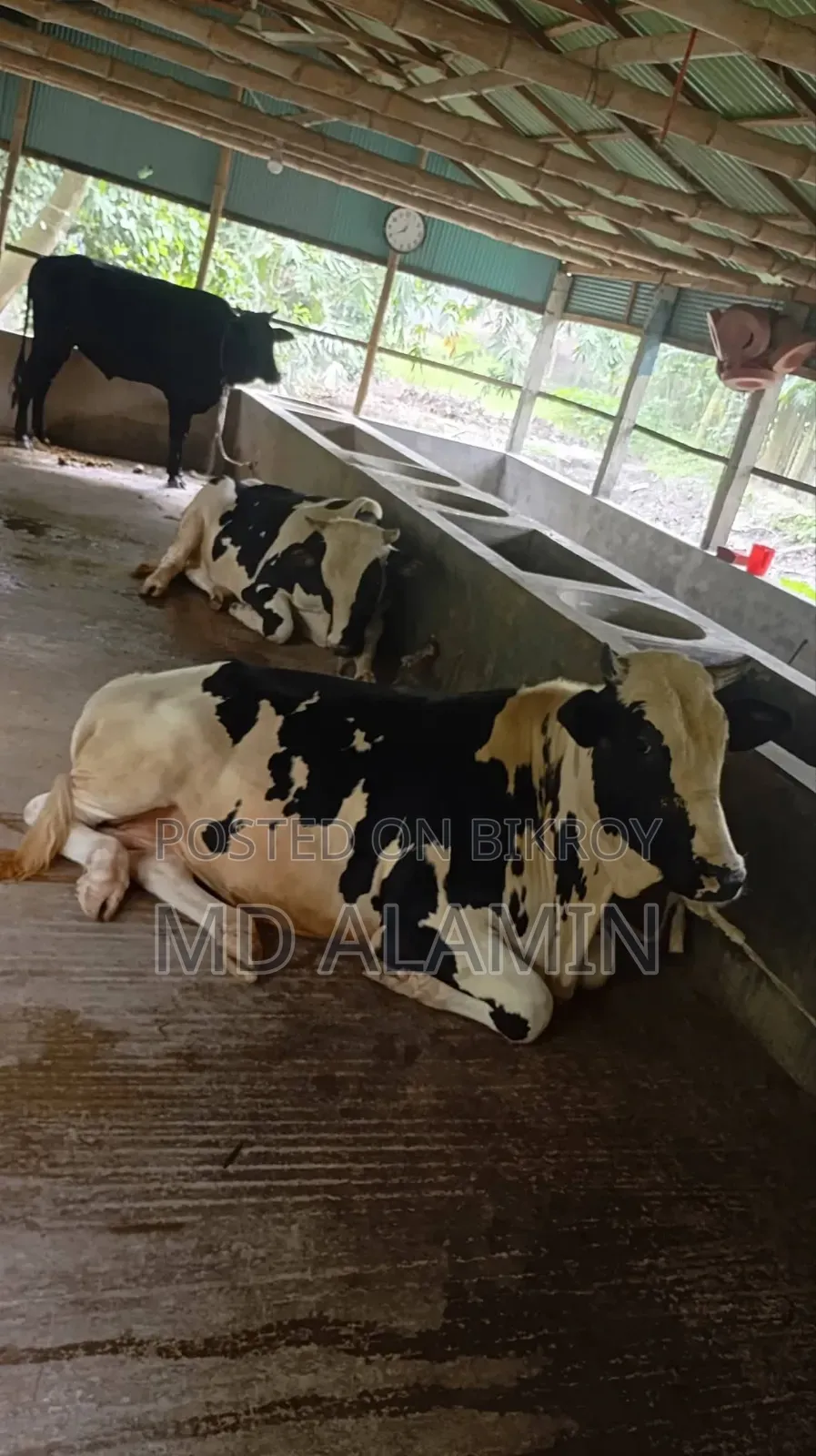 Investor Needed for Cattle Farm