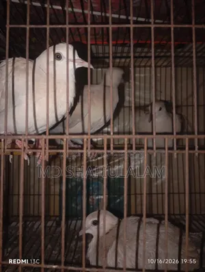 4 pieces of Dove for sale, healthy and active