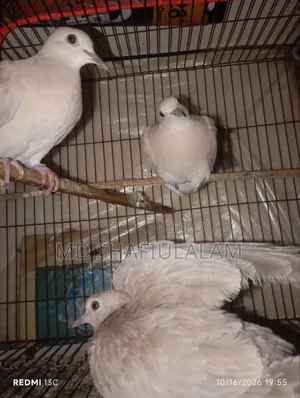 4 pieces of Dove for sale, healthy and active