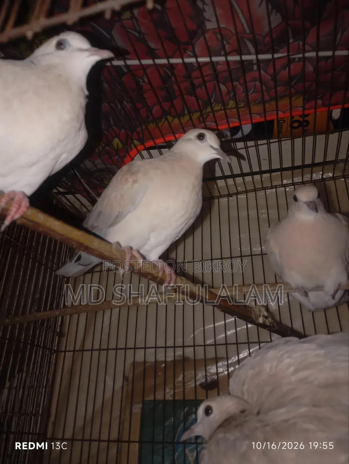 4 pieces of Dove for sale, healthy and active