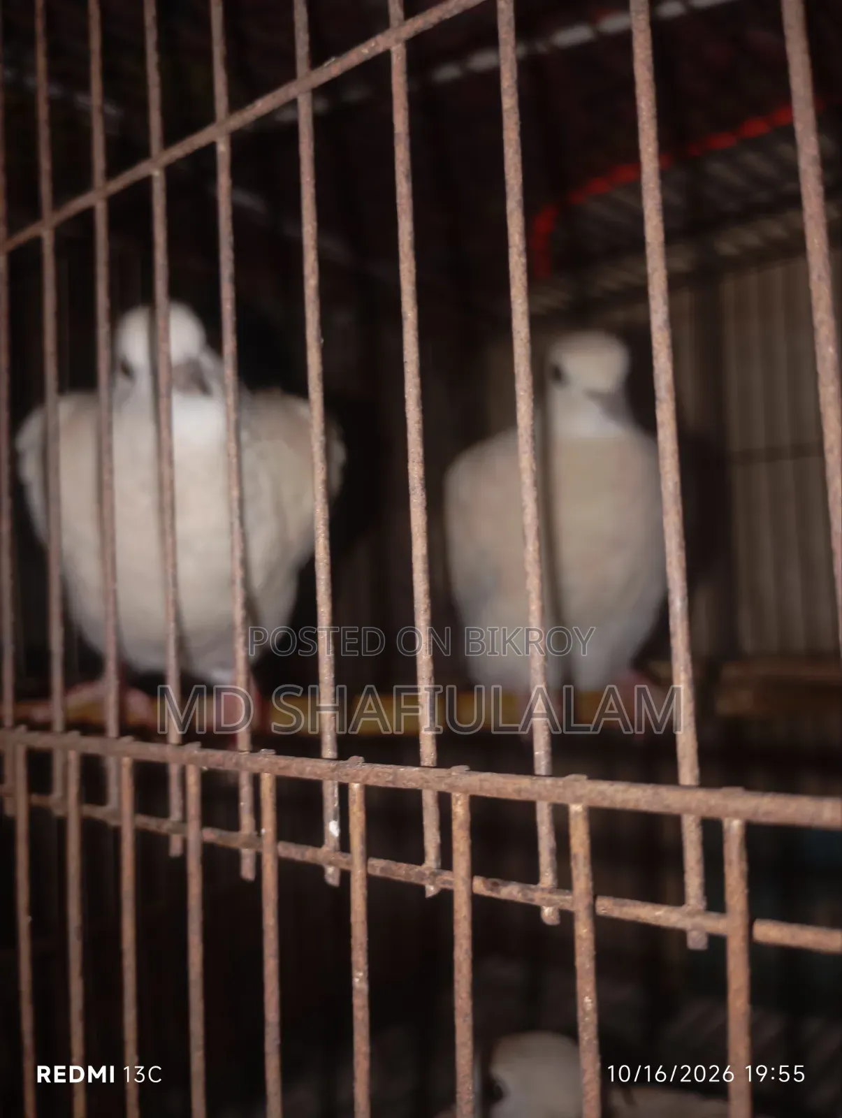 4 pieces of Dove for sale, healthy and active