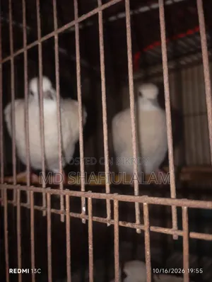 4 pieces of Dove for sale, healthy and active