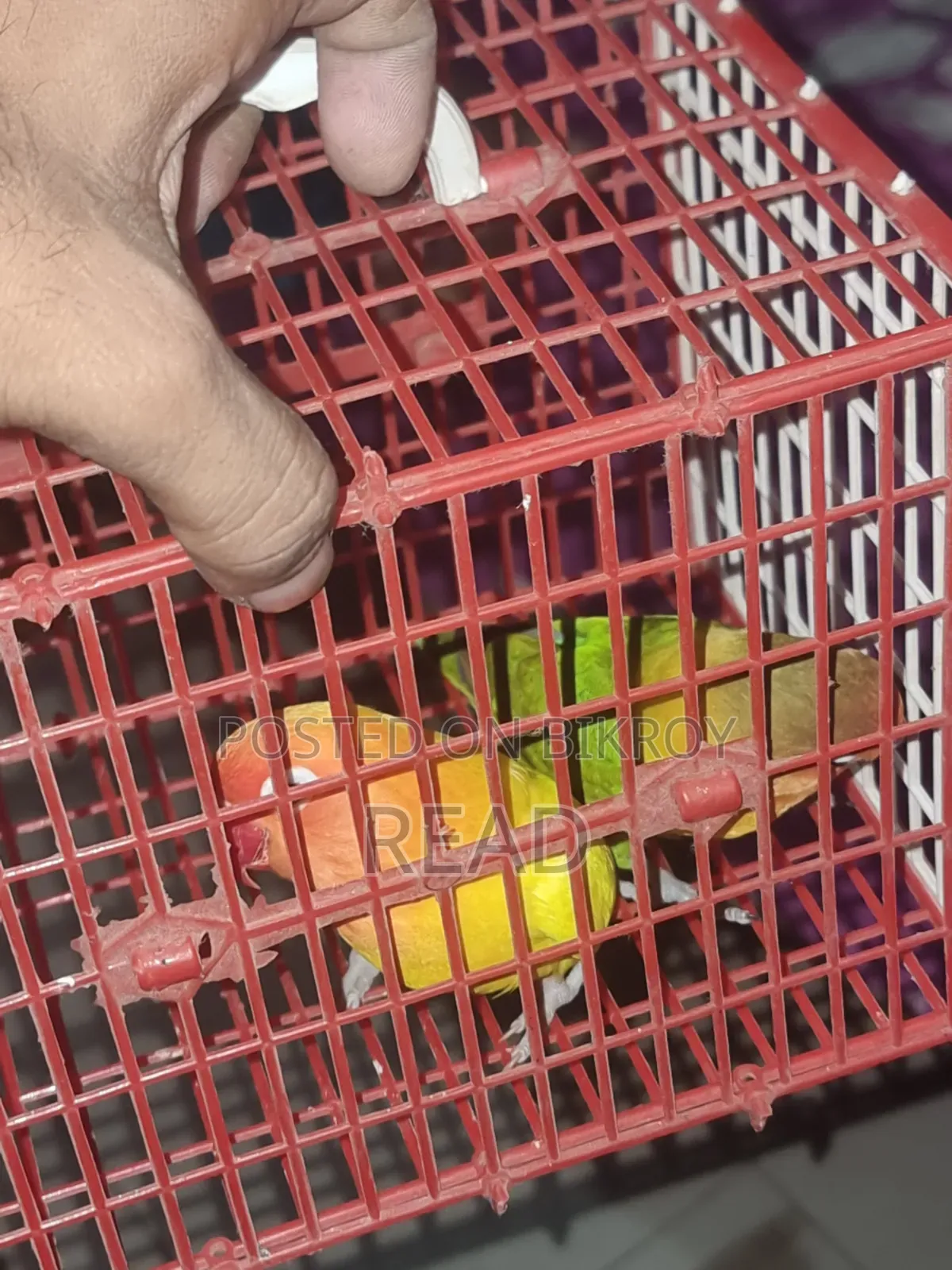 Lovebird Big Size