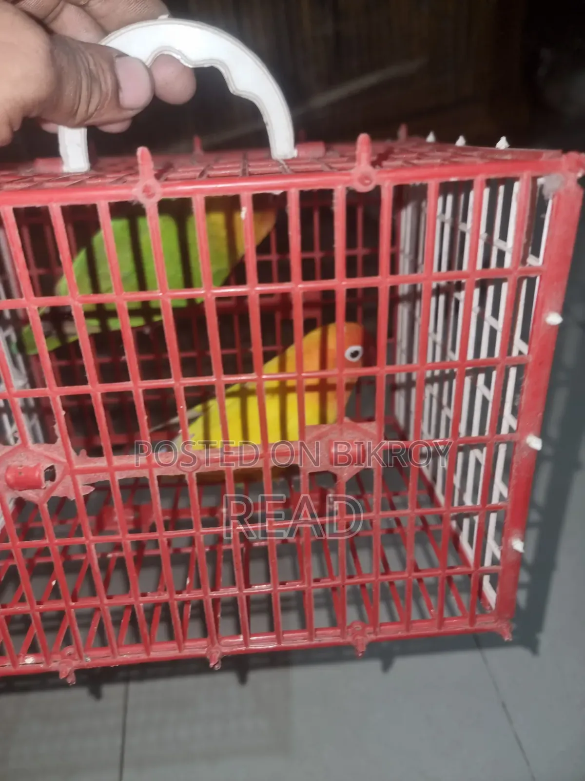 Lovebird Big Size