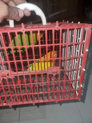Lovebird Big Size