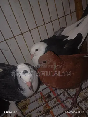 Pigeon - Rajgolla