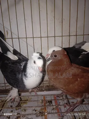 Pigeon - Rajgolla