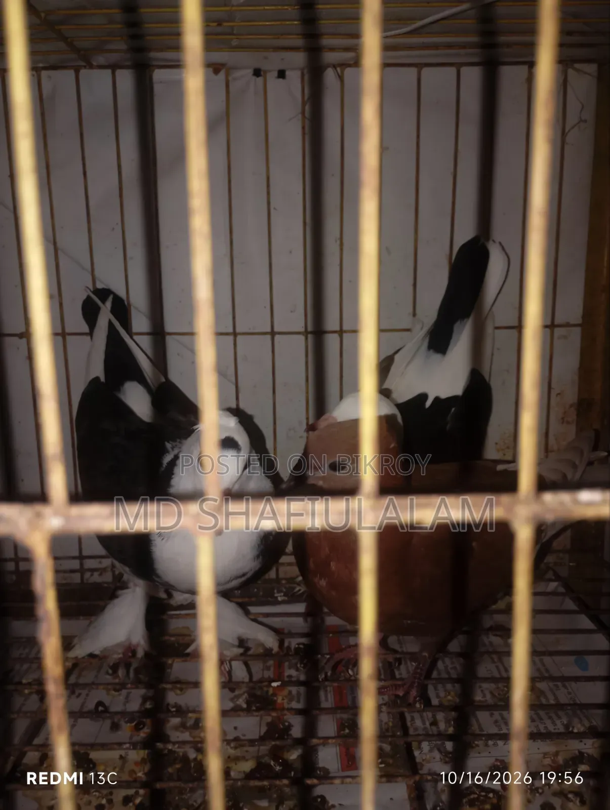 Pigeon - Rajgolla