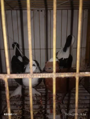 Pigeon - Rajgolla