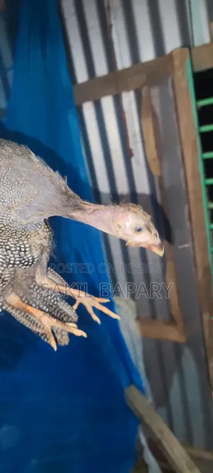 2 pieces Guinea fowl, 3 months old