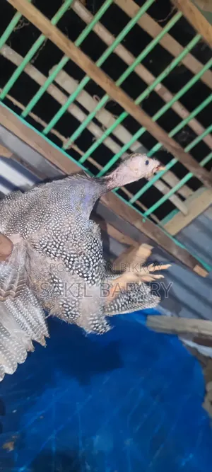 2 pieces Guinea fowl, 3 months old