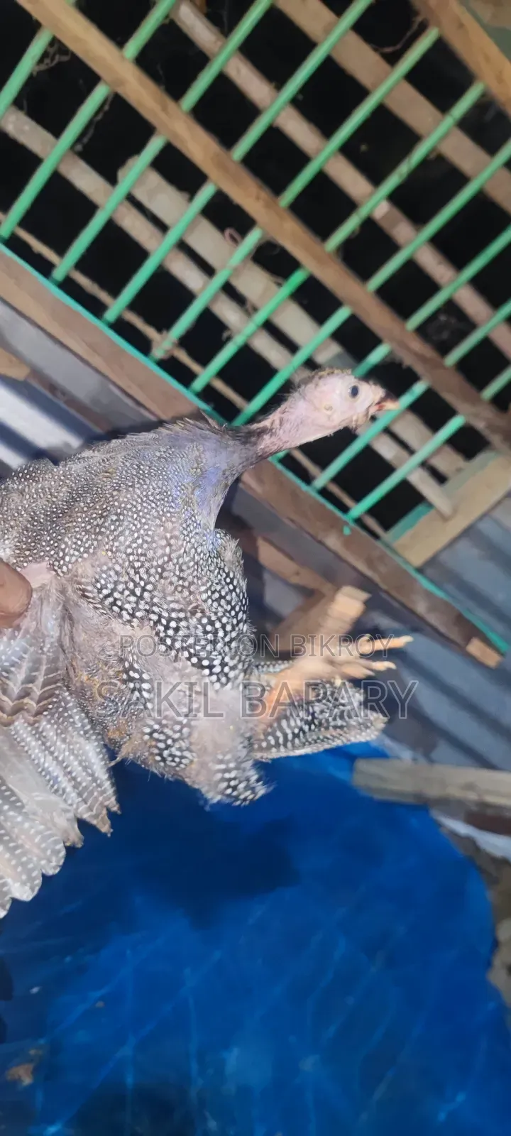 2 pieces Guinea fowl, 3 months old