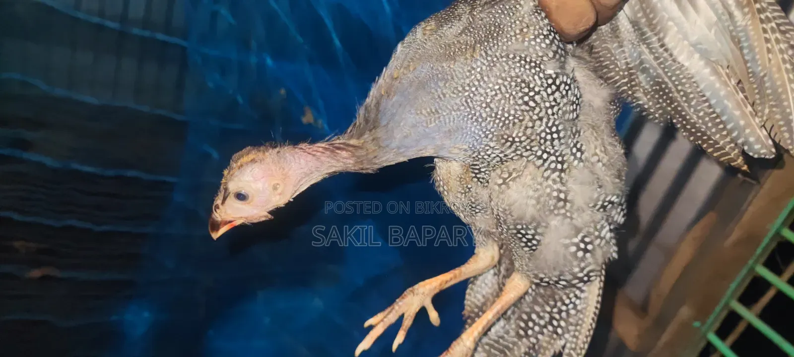 2 pieces Guinea fowl, 3 months old