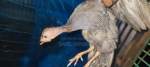 2 pieces Guinea fowl, 3 months old