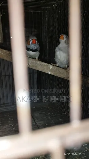 One Pair of Finches