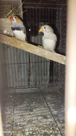 One Pair of Finches