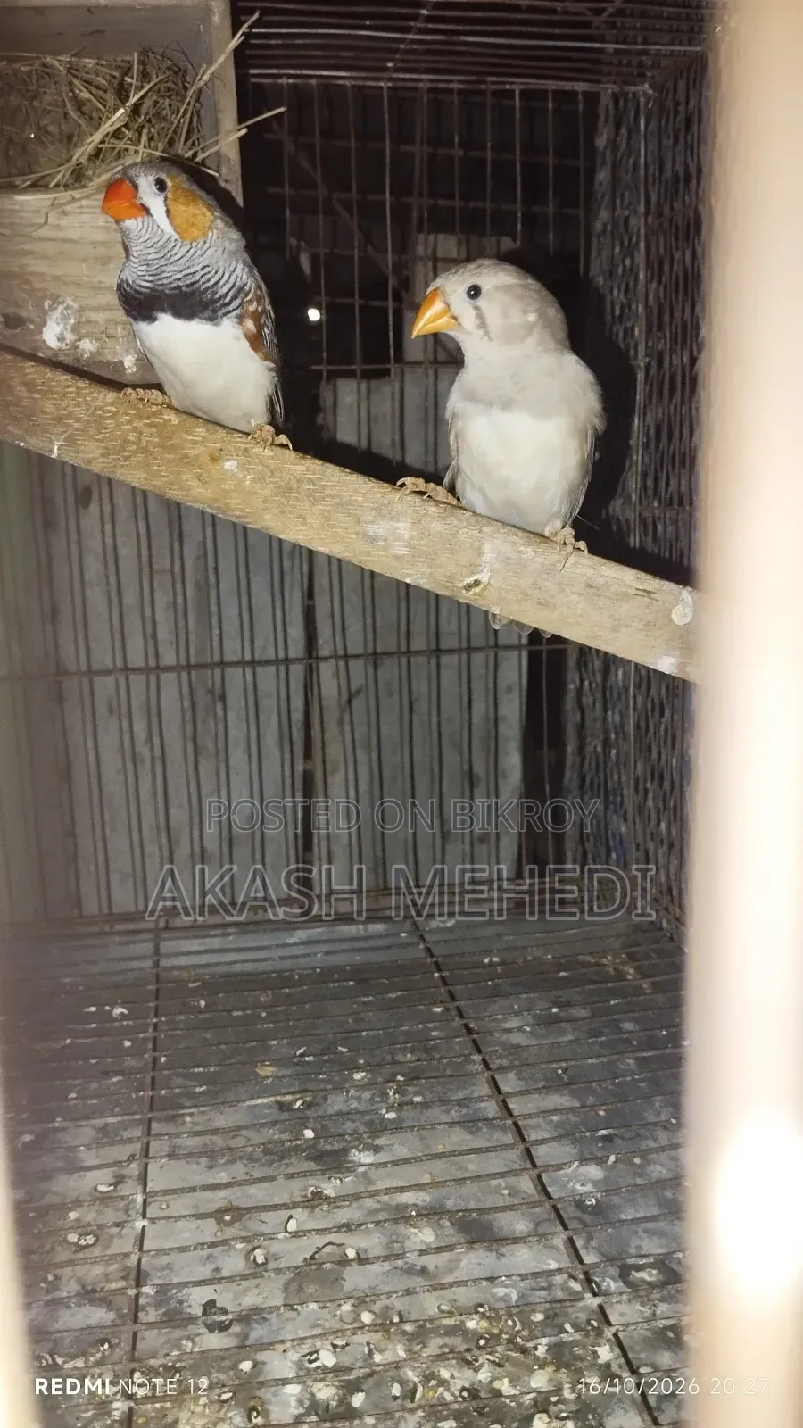 One Pair of Finches